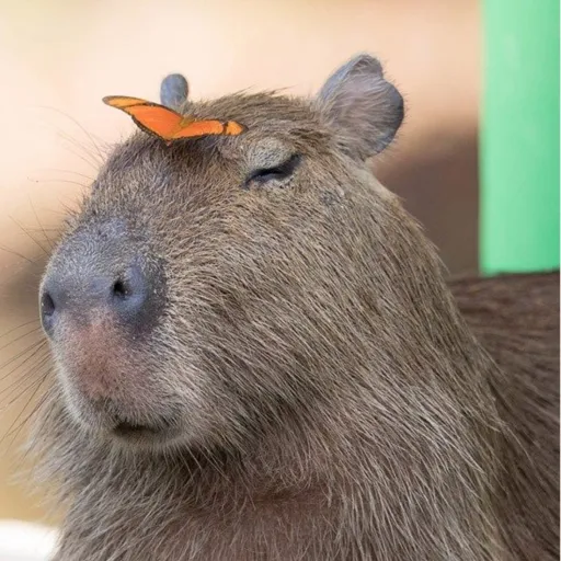 creator capibara100%'s avatar