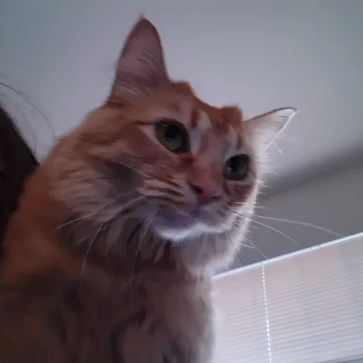creator Coko the kitty's avatar
