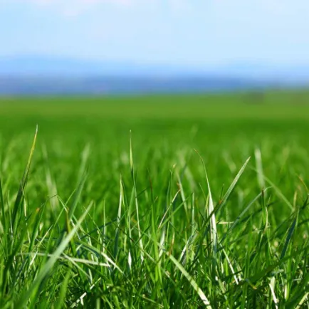 creator Don’t touch grass's avatar
