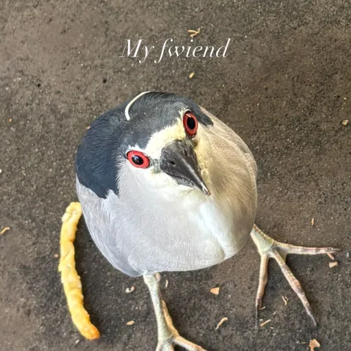 creator loxylove's avatar