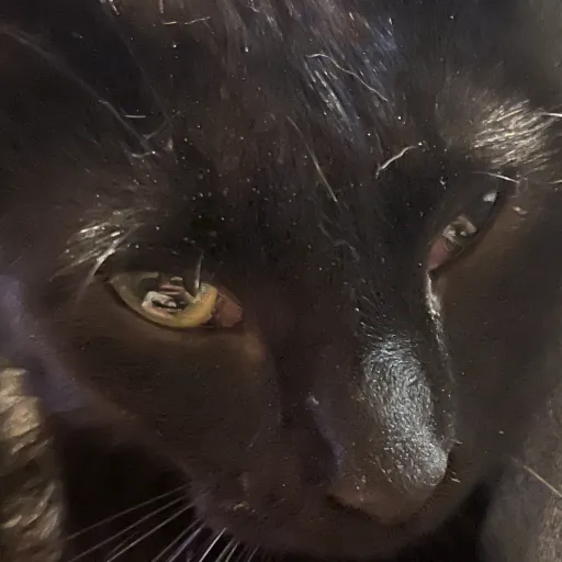 creator Snow/Luna/shadow's avatar