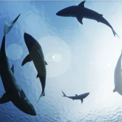 creator The Sharkest shark's avatar
