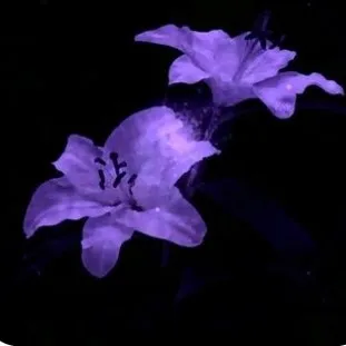 creator 0phelia!!'s avatar