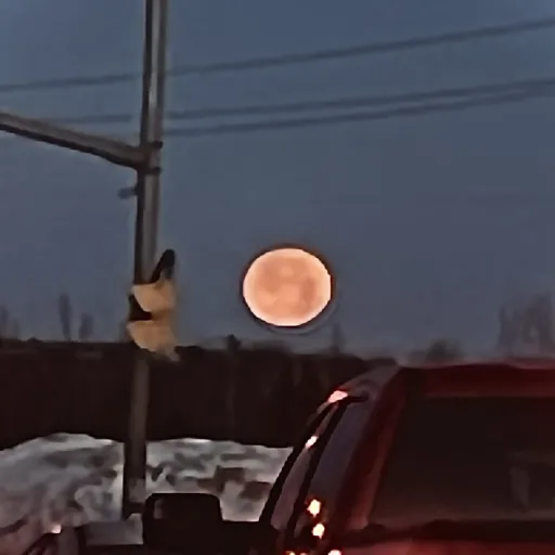 creator [M@3v0n]'s avatar