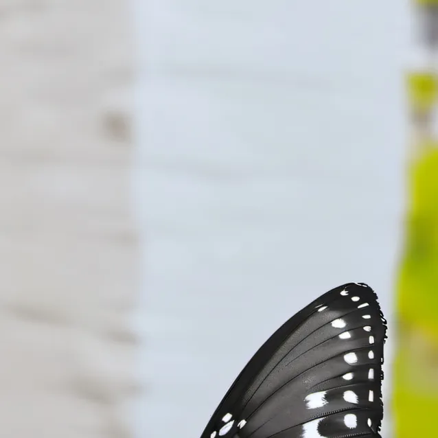 chat with ai character: butterfly