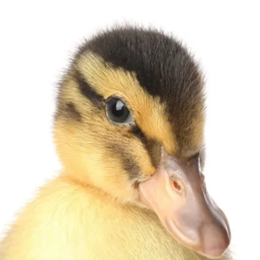 creator 100 Quack's's avatar
