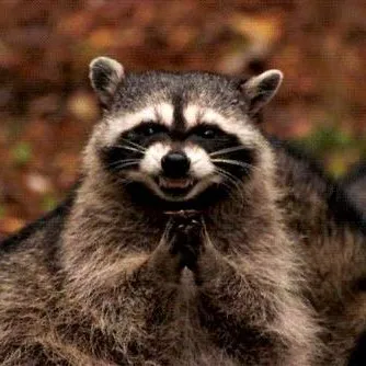 creator raccoon guy's avatar