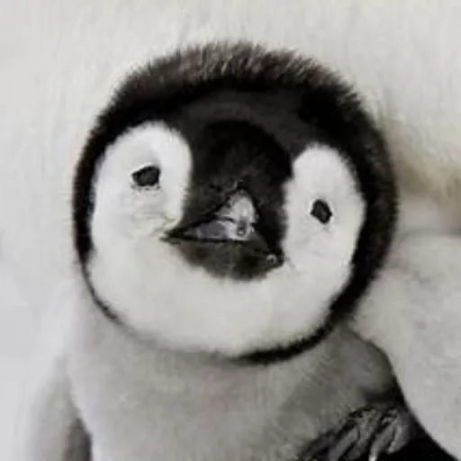 creator ddglab1's avatar