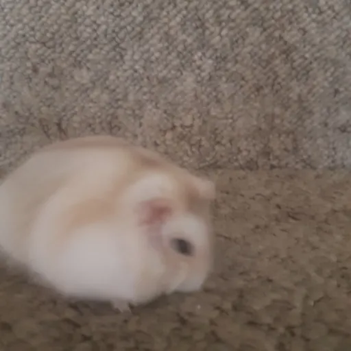 creator pirplehamster18's avatar