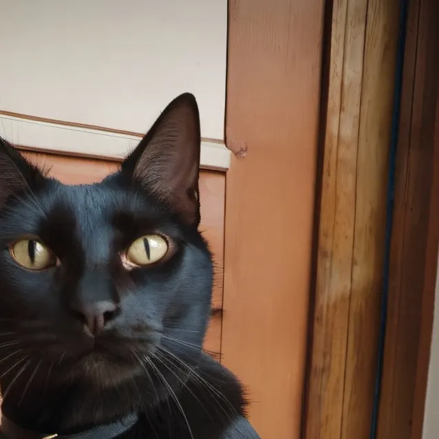 chat with ai character: Jacnky the bodycat
