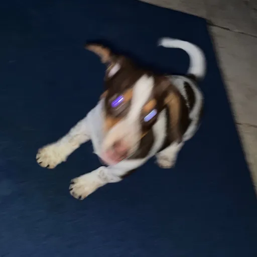creator Doggy🫡🫥's avatar