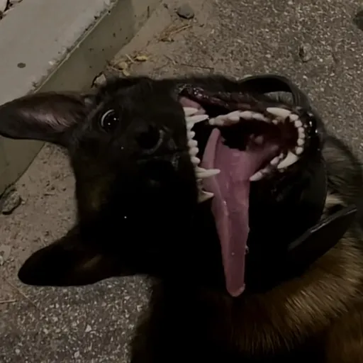 creator k3njii's avatar