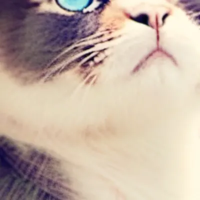 chat with ai character: Whiskers