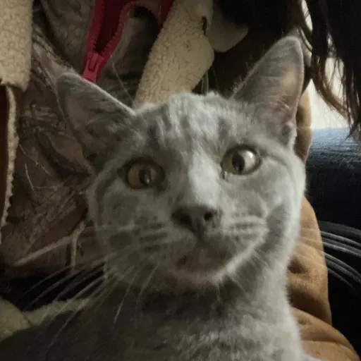 creator Kitty pie's avatar