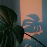 creator SummerWind's avatar