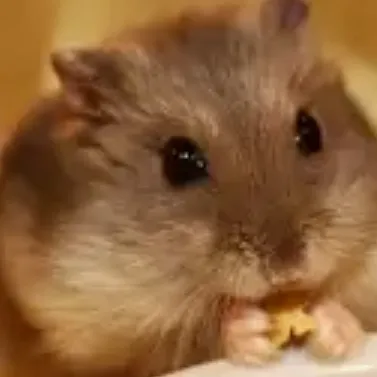creator Hamster Mel's avatar