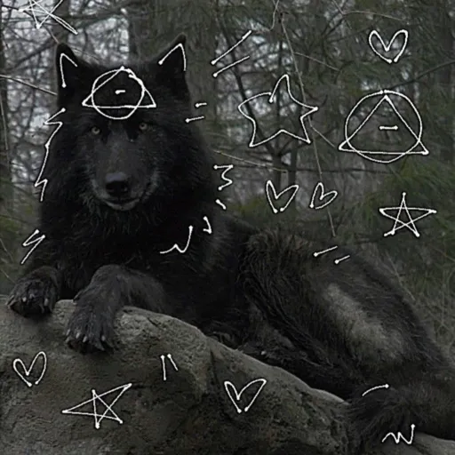 creator Molly 21323's avatar