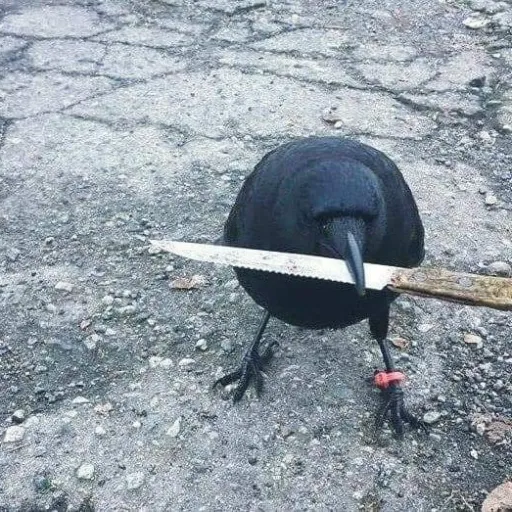 creator KillerCrow_<3's avatar