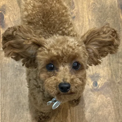 creator _\Airplane Puppy/_'s avatar