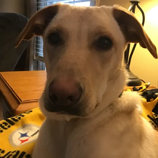 talkie's author avatar