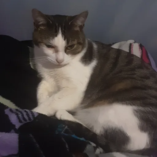 creator cats are awesome's avatar