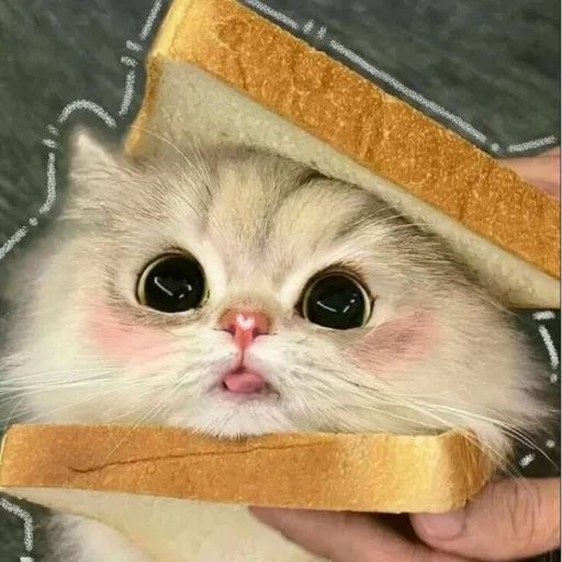 creator ☆¡!¡NyaVR☆¡!¡'s avatar