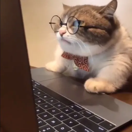 creator (RESEARCHING CAT)'s avatar