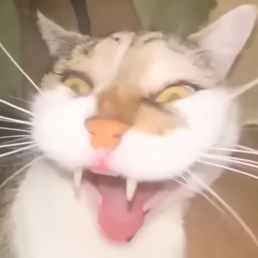 creator CatWithPantz's avatar