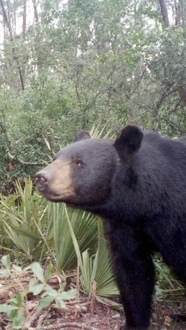 ai character: Black bear background