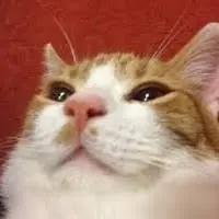 creator calcetín's avatar