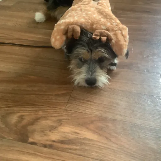 creator I luv my dog's avatar