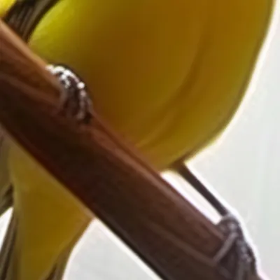 chat with ai character: Tweety 