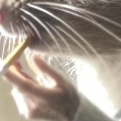chat with ai character: Smoking rat