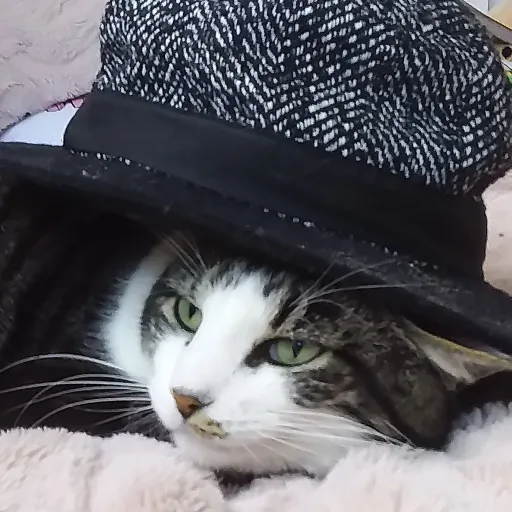 creator tophat_cat's avatar