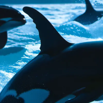 chat with ai character: Orca pod