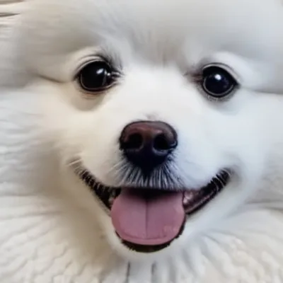 chat with ai character: White Pomeranian