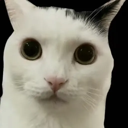 creator Meow ◯⃤'s avatar