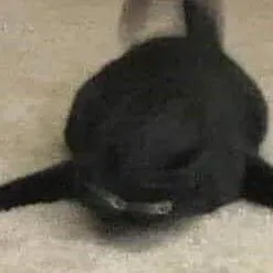 creator NeoMeow's avatar
