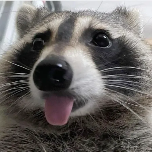 creator 🖤Trash_Panda🖤's avatar
