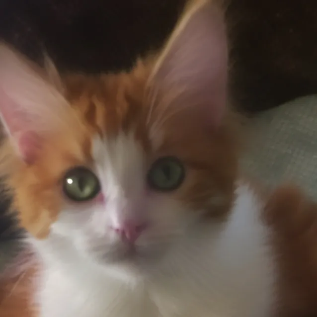 chat with ai character: 3 homeless kittens