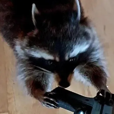 creator The Raccoon's avatar