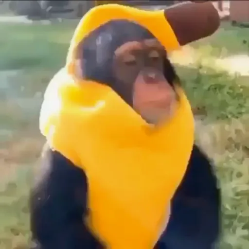 creator Pookiemonke's avatar