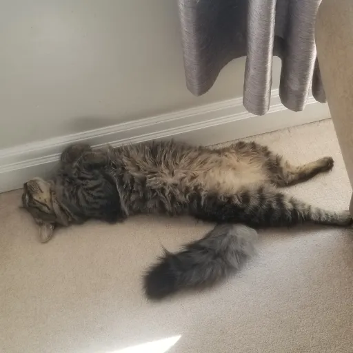 creator picklesthecat's avatar