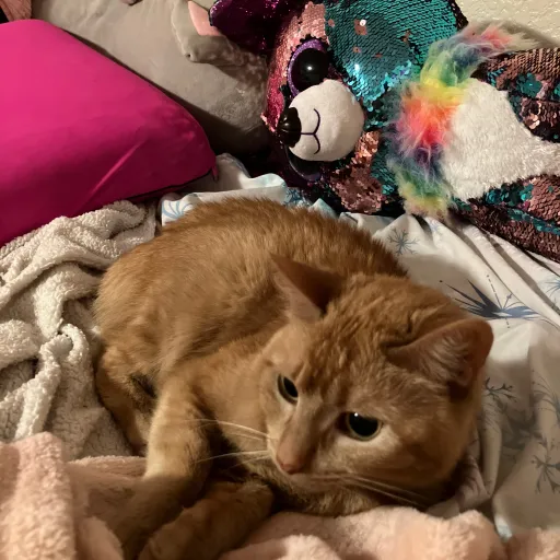 creator Ally cat/Noah's avatar