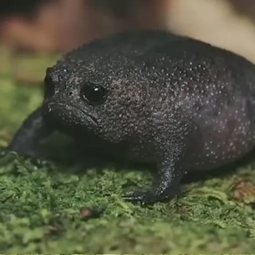 creator Plompers's avatar