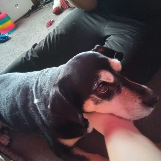 creator Max the doge's avatar