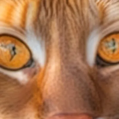 chat with ai character: NO