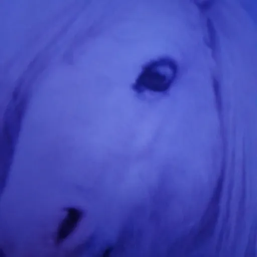 creator Dog+horses my favo's avatar
