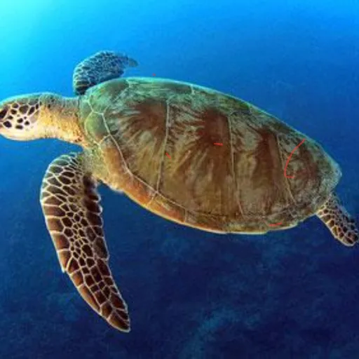 creator TurtleVR's avatar
