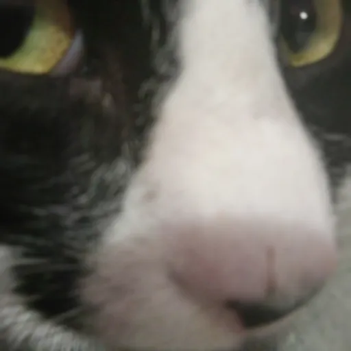 creator the cat rizz's avatar